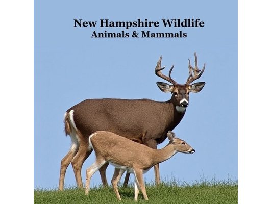 New Hampshire Animals and Mammals Kids Wildlife Book: Great Wildlife Book about Animals and Mammals in New Hampshire