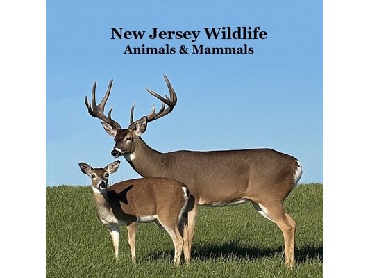 New Jersey Animals and Mammals Kids Wildlife Book: Great Wildlife Book about Animals and Mammals in New Jersey