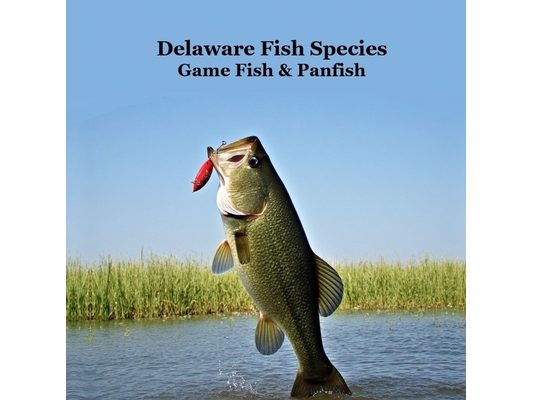 Delaware Game Fish and Panfish Species Kids Book: Great Book About the Different Types of Fish in Delaware