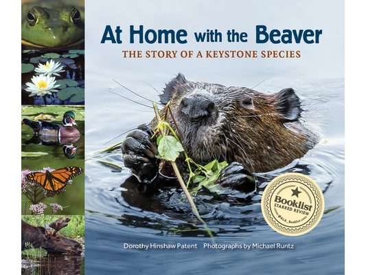 At Home with the Beaver: A Story of a Keystone Species
