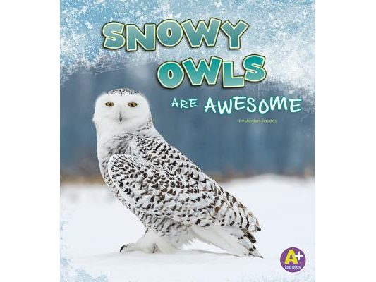 Snowy Owls Are Awesome