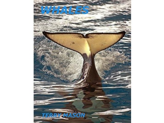 Whales: Whale Facts for Kids, Whales Gentle Giants of the Sea