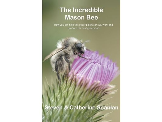Incredible Mason Bee