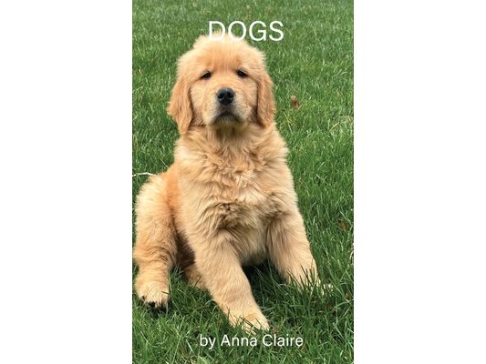 Dogs