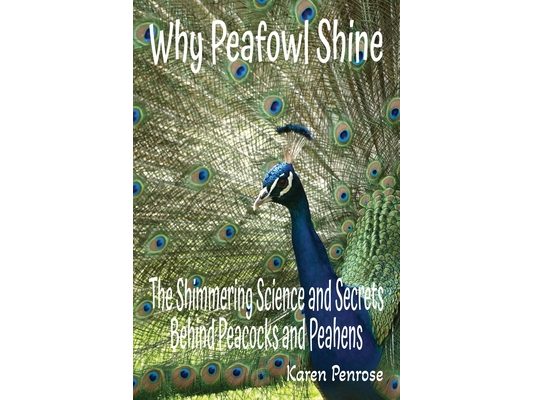 Why Peafowl Shine: The Shimmering Science and Secrets Behind Peacocks and Peahens: Facts for Kids/Exotic Birds/Endangered Animals/Adaptations/Charles