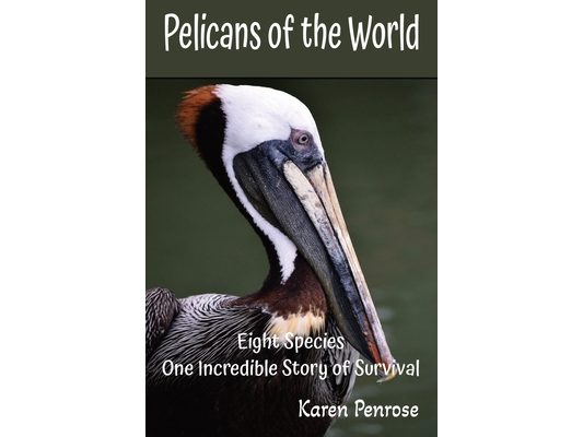Pelicans of the World: Eight Species, One Incredible Story of Survival: Facts for Kids/Wetland Habitat/Seabirds/Conservation/Endangered Birds/Ecosyste