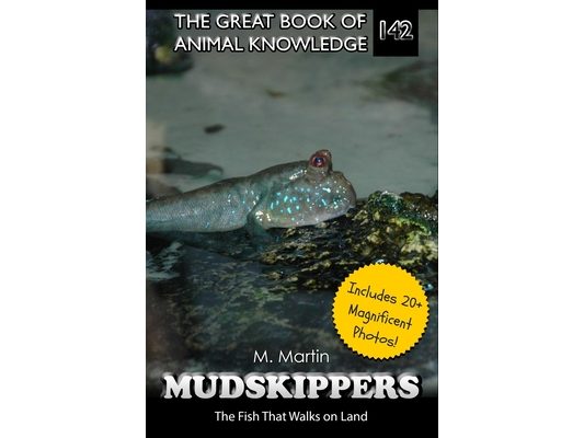 Mudskippers: The Fish That Walks on Land