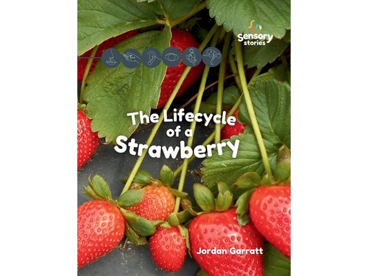 The Lifecycle of a Strawberry: A Sensory Story