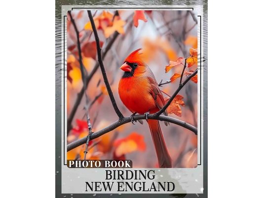 Birding New England Photo Book: Explore New England's Avian Life Through 40 Stunning Images Perfect For Birdwatching Enthusiasts