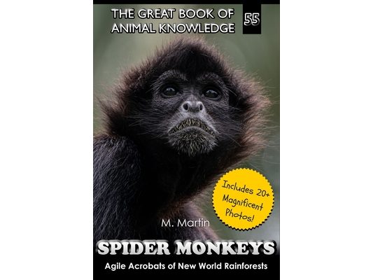 Spider Monkeys: Agile Acrobats of New World Rainforests