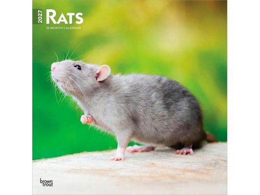 Rats 2027 12 X 24 Inch (Hanging) Monthly Square Wall Calendar Plastic-Free