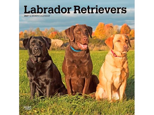 Labrador Retrievers 2027 12 X 24 Inch (Hanging) Monthly Square Wall Calendar Plastic-Free