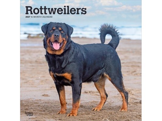 Rottweilers 2027 12 X 24 Inch (Hanging) Monthly Square Wall Calendar Plastic-Free
