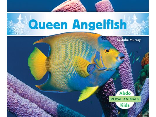 Queen Angelfish