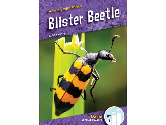 Blister Beetle