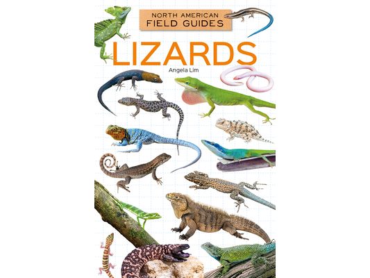 Lizards