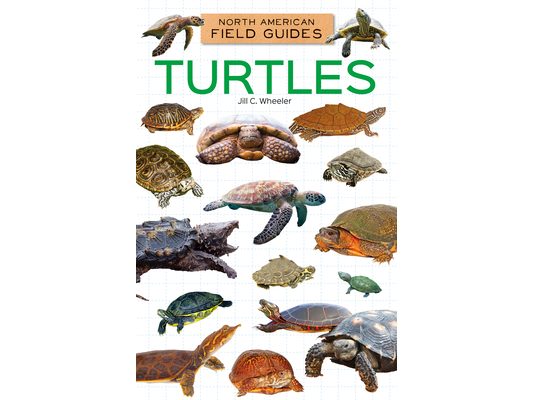 Turtles