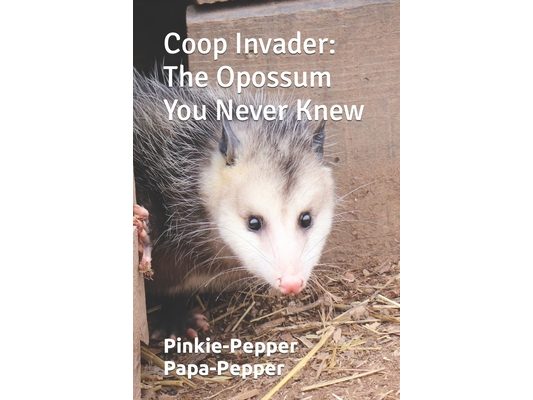 Coop Invader: The Opossum You Never Knew