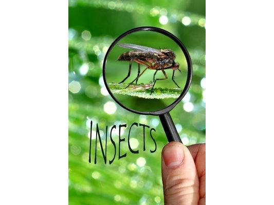 Insects: Insects brought to life for small children.