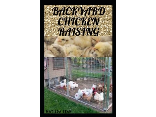 Backyard Chicken Raising: Complete guides on how to raise healthy chickens