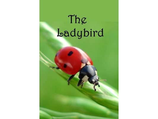 The Ladybird: Life cycle of the Ladybird