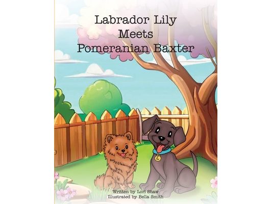 Labrador Lily Meets Pomeranian Baxter