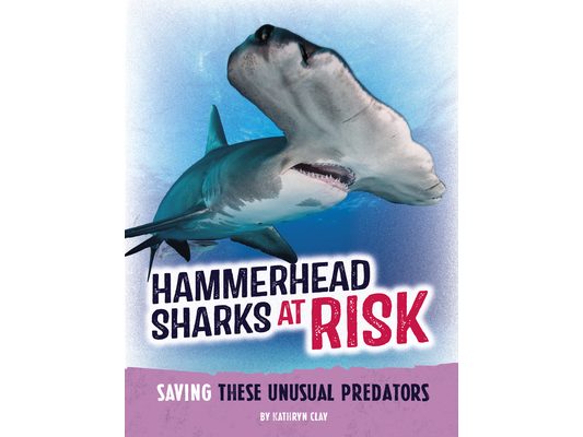 Hammerhead Sharks at Risk: Saving These Unusual Predators