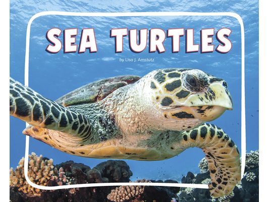 Sea Turtles
