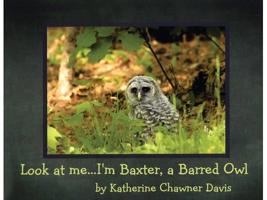 Look at Me... I'm Baxter, a Barred Owl