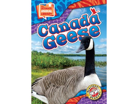 Canada Geese