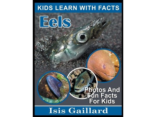 Eels: Photos and Fun Facts for Kids