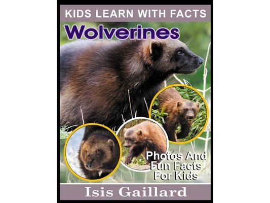 Wolverines: Photos and Fun Facts for Kids