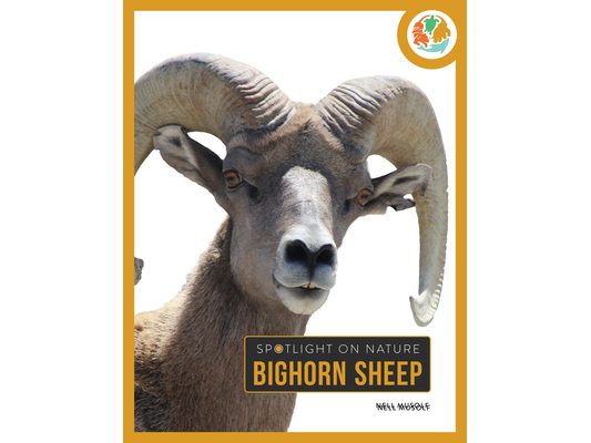 Bighorn Sheep