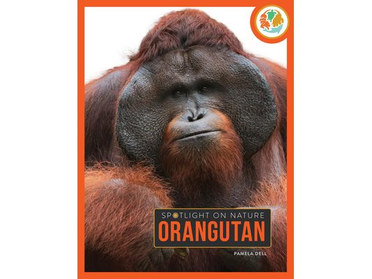 Orangutan