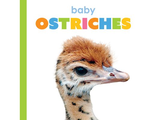 Baby Ostriches