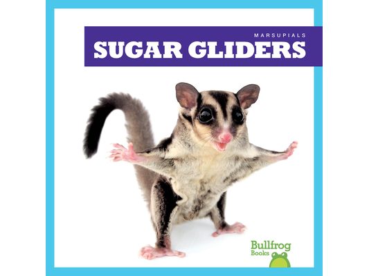 Sugar Gliders