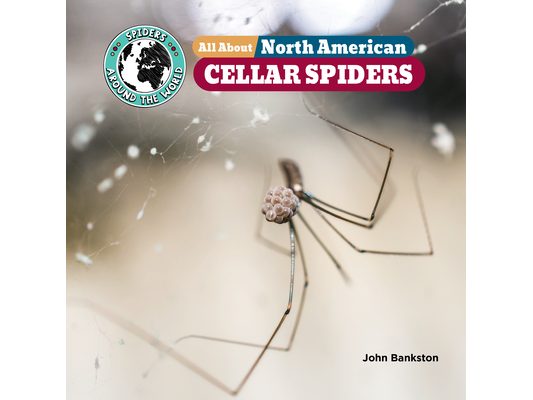 All about North American Cellar Spiders
