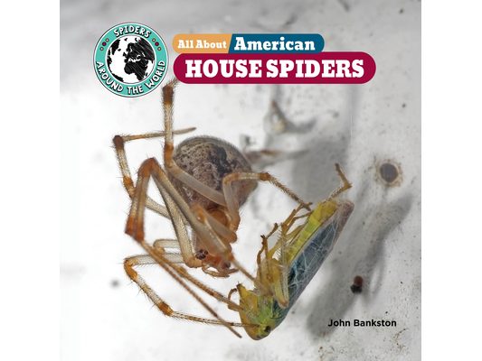All about American House Spiders