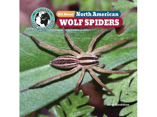 All about North American Wolf Spiders
