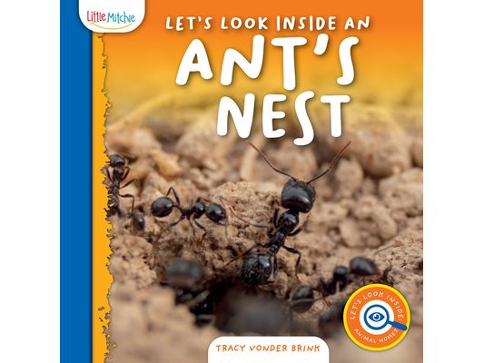 Let's Look Inside an Ant's Nest