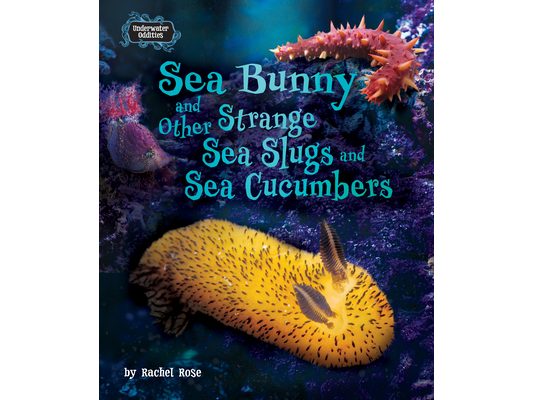 Sea Bunny and Other Strange Sea Slugs and Sea Cucumbers