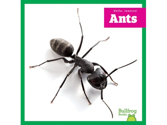 Ants