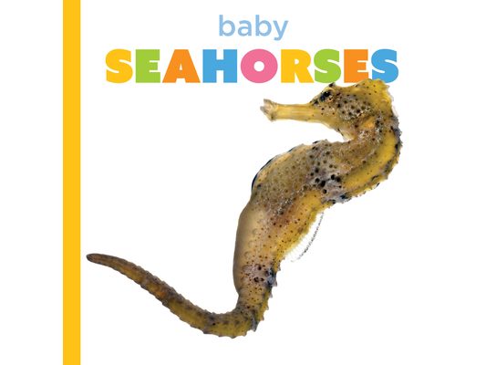 Baby Seahorses