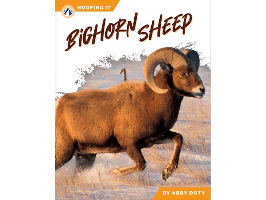 Bighorn Sheep