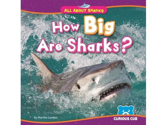 How Big Are Sharks?